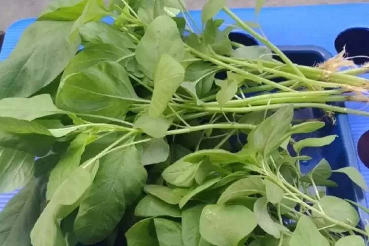 Inilah 7 Makanan yang Dapat Mencegah Anemia, Mulai dari Bayam hingga Ubi Merah