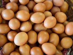 Perbedaan Telur Ayam Negeri dan Telur Ayam Omega yang Membuatmu Terkejut!