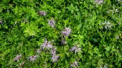 Rebusan Daun Apa yang mana Bisa Menghancurkan Batu Ginjal?