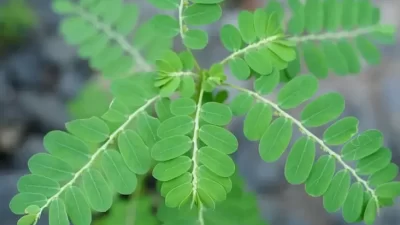 Apakah Daun Meniran Dapat Meluruhkan Batu Ginjal? Cek Manfaatnya