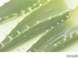 Manfaat Lidah Buaya untuk Perawatan Kulit, Bisa Melembapkan serta Menenangkan