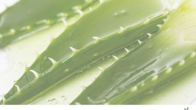 Manfaat Lidah Buaya untuk Perawatan Kulit, Bisa Melembapkan juga Menenangkan